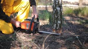 Best Lawn Seeding  in Riva, MD