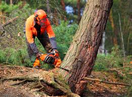 Best Storm Damage Tree Cleanup  in Riva, MD
