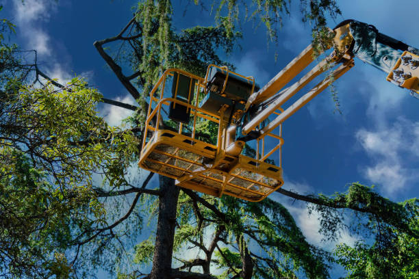 Best Utility Line Clearance  in Riva, MD