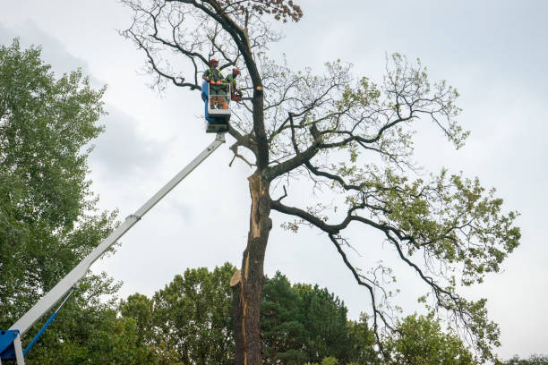Best Firewood Processing and Delivery  in Riva, MD
