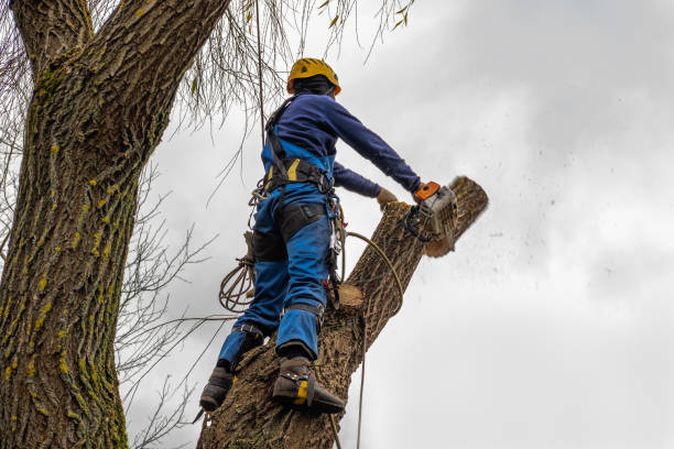 How Our Tree Care Process Works  in  Riva, MD