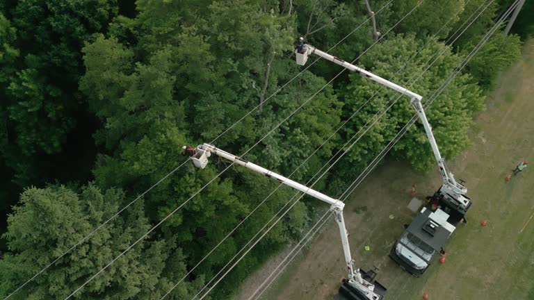 Best Tree and Shrub Care  in Riva, MD