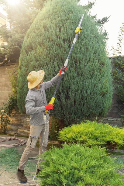 Best Organic Lawn Care Solutions  in Riva, MD