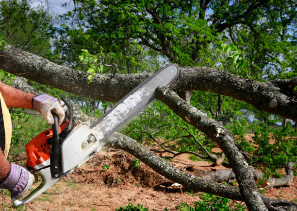 Best Tree Trimming and Pruning  in Riva, MD